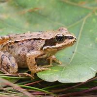 Common Frog 1 